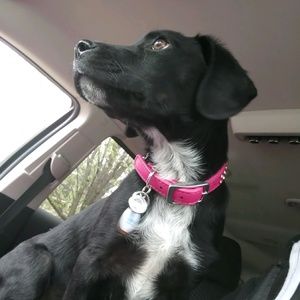 Meet your Posher, Dana